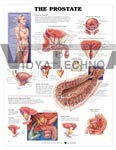 The Prostate Anatomical Chart